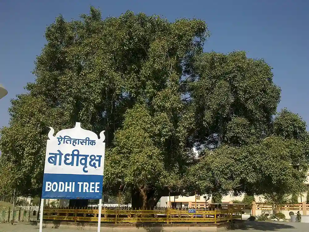 Bodhi Tree at Deekshabhoomi, Nagpur