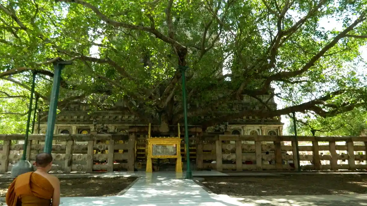 Bodhi Tree - Bodh Gaya